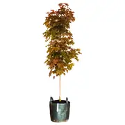 330mm Red Maple Fairview Flame - Acer rubrum