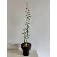 在飛比找蝦皮購物優惠-長藤型態幻蝶蔓/幻蝶蔓/Adenia Glauca/西番蓮科