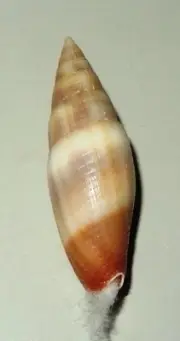 Scabricola yaekoae - MITRIDAE - Philippines Sea shell - 36.1mm F+ #7865