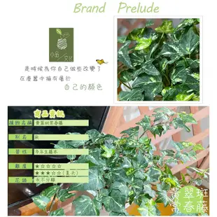 【現貨】【小品文化】黃翠斑常春藤 4吋透明懶人盆栽 簡單種植 觀葉植物 室內植物 空氣淨化 創意花盆 居家辦公盆花