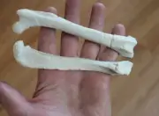 Replica Fossils Dinictis rear leg set Oligocene saber tooth cat not painted