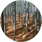 Slipmat Scratch Pad Felt for any 12" Turntable LP DJ Vinyl Record Player TREES