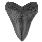 Resin Megalodon Tooth Fossil Giant Tooth Megalodon Tooth Replica,Carcharodon Megalodon Giant Tooth Fossil Black