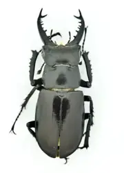 LuCY Lucanidae Lucanus takeoi Sichuan 38mm