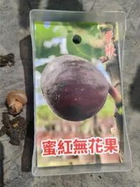 在飛比找露天拍賣優惠-^花草巷弄^ 6吋盆 / 無花果 / 蜜紅 / 食用植物 /