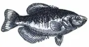Black Crappie Fish Embroidered Iron On/Sew patch [5" x 3"]