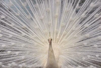 BEAUTIFUL PEACOCK GLOSSY POSTER PICTURE BANNER peahen albino colorful bird 2359