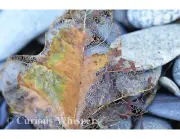 8.5x11 Print - "Leaf at the Beach" (Murdock Beach, Washington)