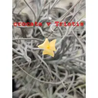 在飛比找Yahoo!奇摩拍賣優惠-綠房子空氣鳳梨 迷你型 黃色香花 Tillandsia cr