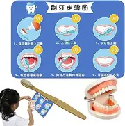 Teeth Brushing Toy, Educational Brushing Teeth Model, Early Education Teeth Toy Set, Interactive Teeth Model with Toothbrush for Teaching Brushing, Interactive Model for Kids