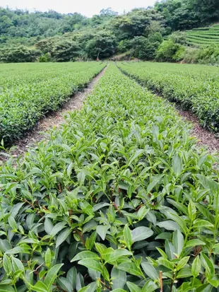 【雪山茶行】東方美人茶 白毫烏龍 膨風茶 自產自銷 坪林茶 比賽茶 生茶 高山茶 蜜甜香 禮盒 (9.8折)