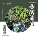 植得｜斐濟龍眼｜果樹苗｜4.5吋苗植袋