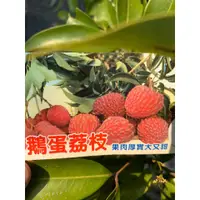 在飛比找蝦皮購物優惠-李家果苗 鵝蛋荔枝苗 大丁香荔枝苗 4吋半盆 高壓苗 高度3