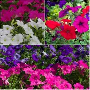Petunia - Dwarf Mix seeds