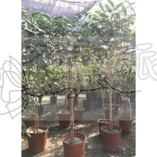 花幫派_蔓性灌木—白玉蝶(垂茉莉)--棒棒糖(4尺高)~似白色蝴蝶的花/1.2尺盆高約90-120cm特價2000