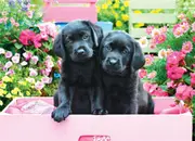 Eurographics - Black Labs in Pink Box Large Piece Puzzle 500pc