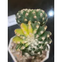 在飛比找蝦皮購物優惠-猴屍體錦-Discocactus horstii-秀浦嫁接