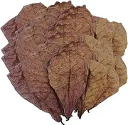 Catappa Indian Almond Leaves for Betta Fish Tank Water, Catappa Leaves Reduce Stress Shrimp Aquarium Care Lower PH Balance Water Conditioner for Fish Tank, Turtle Tank, and Aquarium