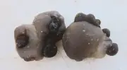 Chalcedony Flower Nodules 2 Pieces from Imichil Morocco for Specimens