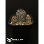 WANDER X 白衣魁偉玉/4公分以上實生/穩根/塊根植物/多肉植物/夢幻塊根