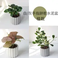 在飛比找蝦皮購物優惠-植物慢慢 l 手指餅乾水泥盆 西瓜皮小天使文竹鹿角山蘇柏金幸