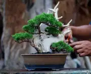 Real Pict Bonsai Juniperus Sargenti Tanuki Style Medium Size