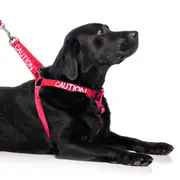CAUTION - L/XL adjustable Strap Harness