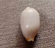 Cypraea bistolida stolida aureliae 25 mm UNUSUAL ALbino pattern less collection