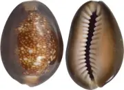 Snakehead Cowrie Craft Seashells Bulk 1-1.5" (1 Kilo) (appx 170 pcs)