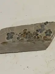 PERONOPSIS FOSSIL MULTIPLE TRILOBITE PLATE