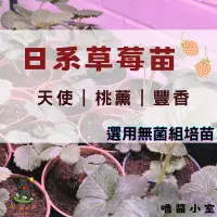 在飛比找蝦皮購物優惠-嚕醬小室｜2024日本品系草莓苗開賣 桃薰 天使 豐香