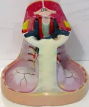 Throat Section Anatomical Model Trachea Larynx Mediastinum Neck Blood Vessels