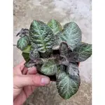 EPISCIA 'PINK PANTHER' 粉紅豹喜蔭花 室內觀葉觀花植物 吊盆植物、室內擺設布置，3吋/走莖