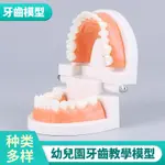 牙齒模型 幼兒園牙齒教學模型 口腔模型 刷牙模型 仿真假牙模型