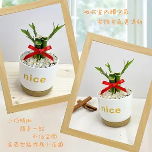 【小品文化】開運竹【現貨】3吋nice免澆水盆栽 室內植物 辦公室盆栽 懶人盆栽 水培植物 水培盆栽 植栽