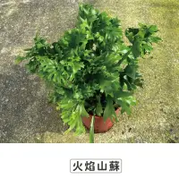 在飛比找momo購物網優惠-【Gardeners】火焰山蘇 5吋蕨類-1入(室內植物/綠