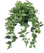 365 Blooming Decor Realistic Artificial Pothos Ivy Plant, Silk, for Office, Home Decor, 30" H x 22.8" W, in Contemporary Black Pot //No Assembly Required//Fade-Resistant.