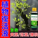 【買2送1】植物急救復活液 黃葉死苗復活液 微生物水溶肥果樹蔬菜花卉通用肥 黃葉爛根一噴綠 急救 黃葉/落葉/爛根