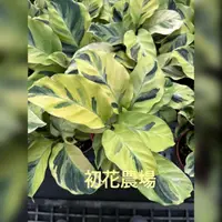 在飛比找蝦皮購物優惠-初花農場3店|大理石竹芋|3寸盆|觀葉植物｜～特價60