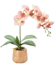 Creative Displays Yellow & Pink Orchid Floral Arrangement