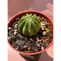 在飛比找蝦皮購物優惠-🌵養樂兜🌵多肉植物🌵仙人掌🌵短毛丸錦🌵世界之圖🌵