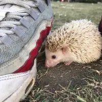 在飛比找蝦皮購物優惠-Air max 95 og us9(已售）