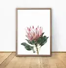 King Protea Blush Pink Floral Photography Wall Art Prints. Great on White Wall