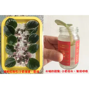 非洲堇 - 非洲紫羅蘭 - Optimara Little Moonstone - 非洲菫(葉片)