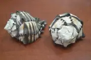 2 PCS BLACK MUREX SEA SHELL CONCH HERMIT AIRPLANT 3 1/2" - 4" #7362