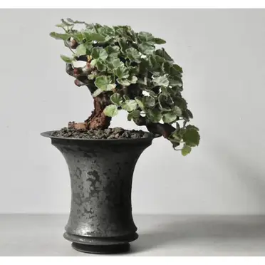 PM22 1/25輸入 Pelargonium mirabile ペラルゴニウム ミラビレ 塊根