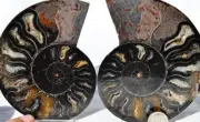 9591 RARE 1in100 BLACK Ammonite PAIR Deep Crystals 110myo FOSSIL LRG 113mm 4.5"