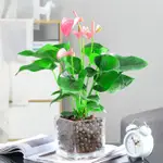 超優惠 日本新品 鴻運當頭 花種子 白掌粉紅掌 種子四季易種水生植物