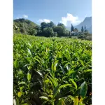 頂石棹阿里山石棹珠露茶