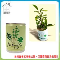 在飛比找PChome24h購物優惠-【蔬菜工坊】iPlant易開罐花卉-鼠尾草